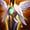 Guardian Angel item icon