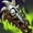 Chempunk Chainsword item icon