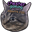 Kitten